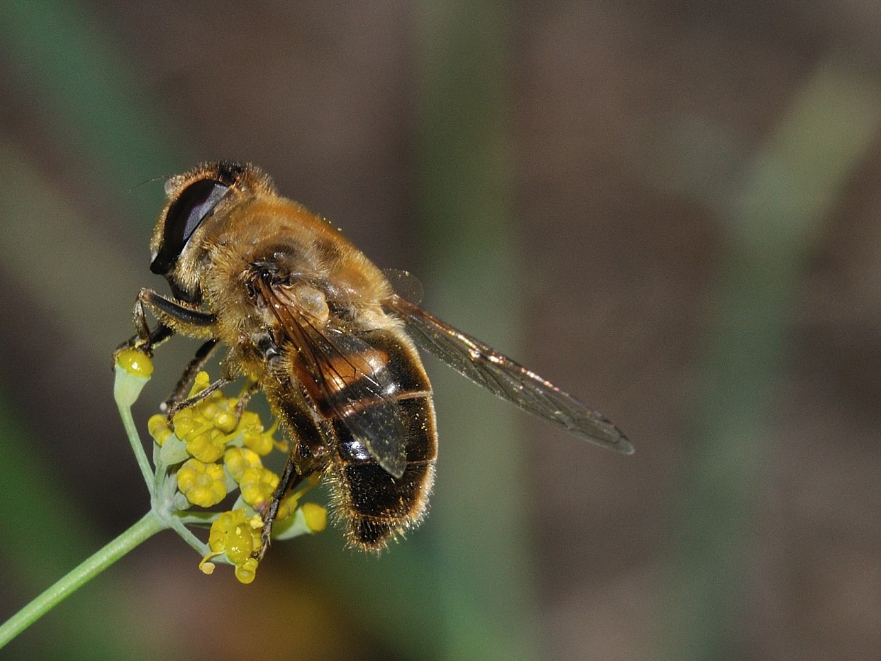 Eristalis (Quale?)